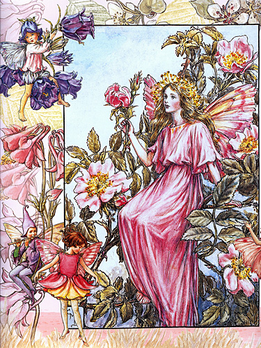 The Wild Rose Fairy